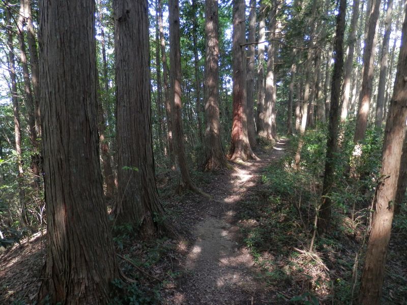 ボンボリ山から城山に向かう道