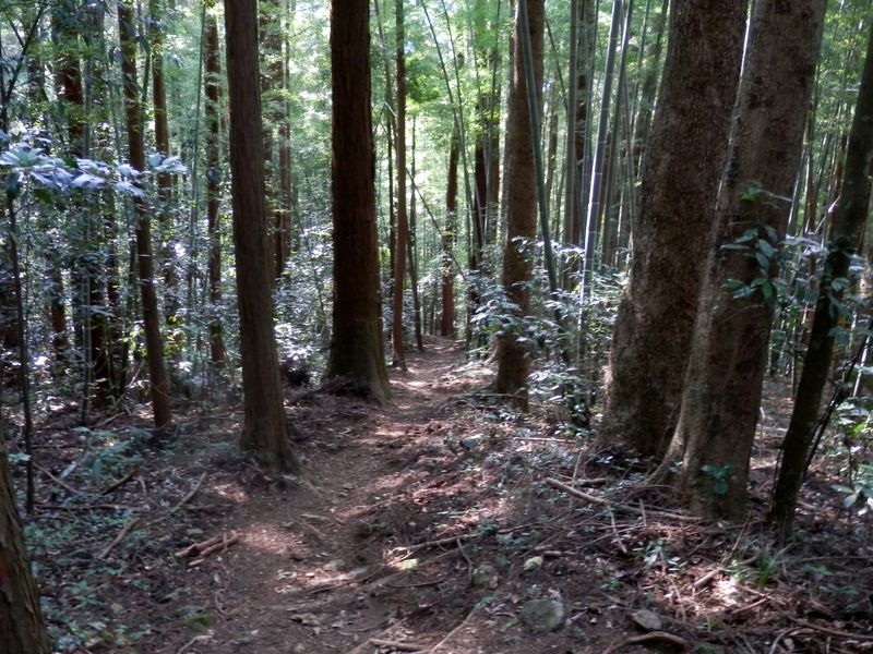 半分は竹の山（十里木ルート）