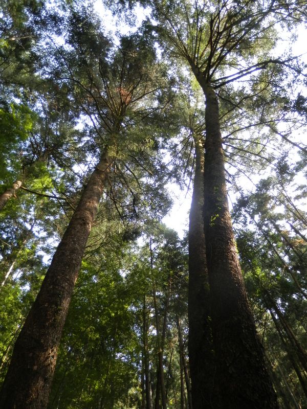 堂々たるカヤの巨樹