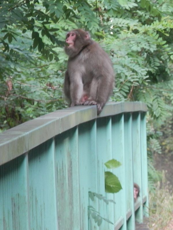 よく見たら二匹