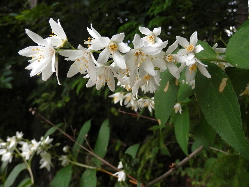 鳥ノ胸山のウツギ