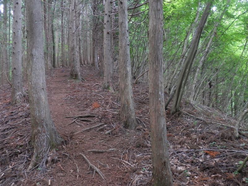 鳥ノ胸山 -- スギ、ヒノキ、アカマツなどの混在する林