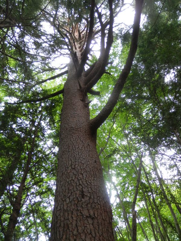 鳥ノ胸山 -- みごとなアカマツ