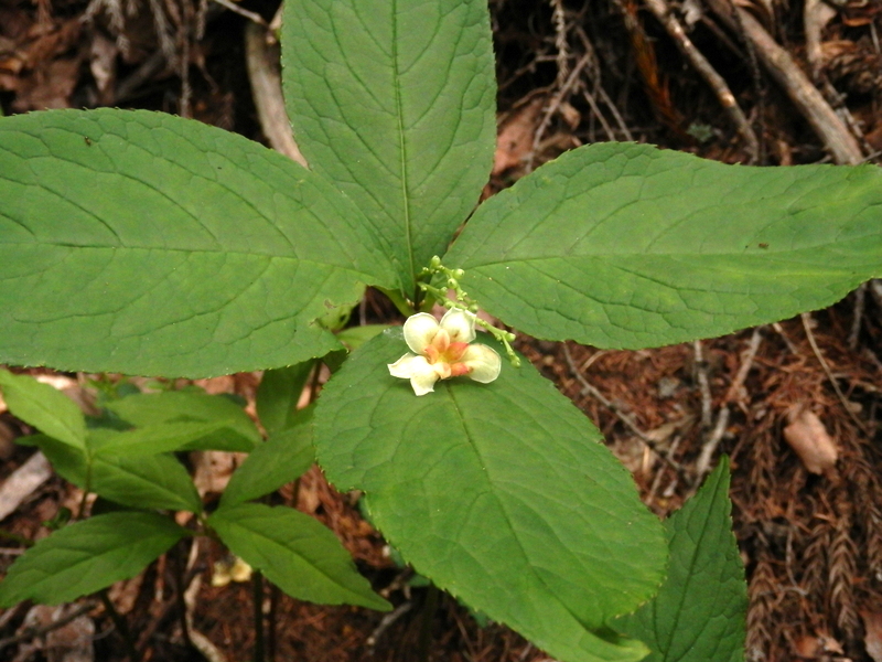 フタリシズカに珍しい花が咲いた？
