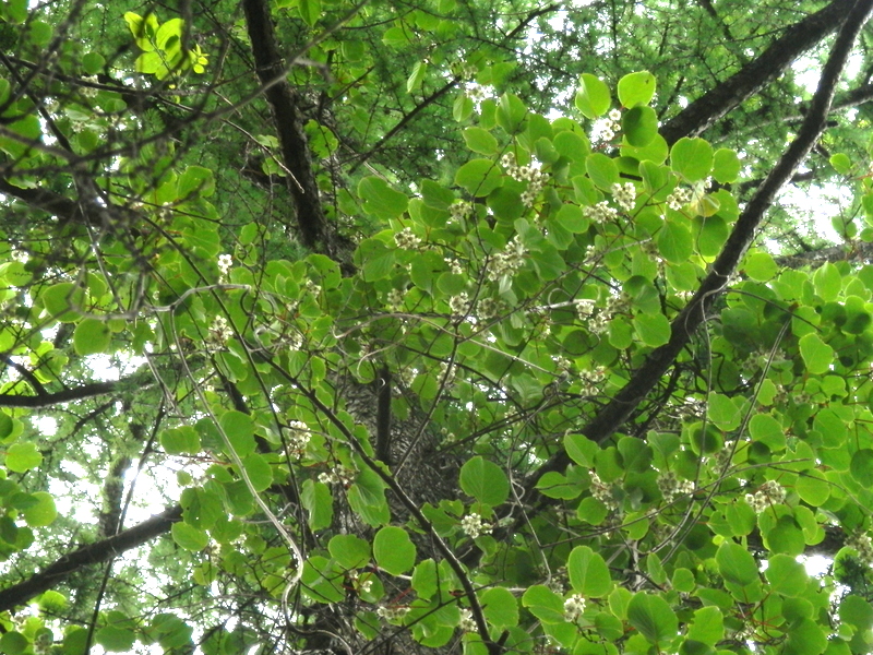 上を見上げると、サルナシだった