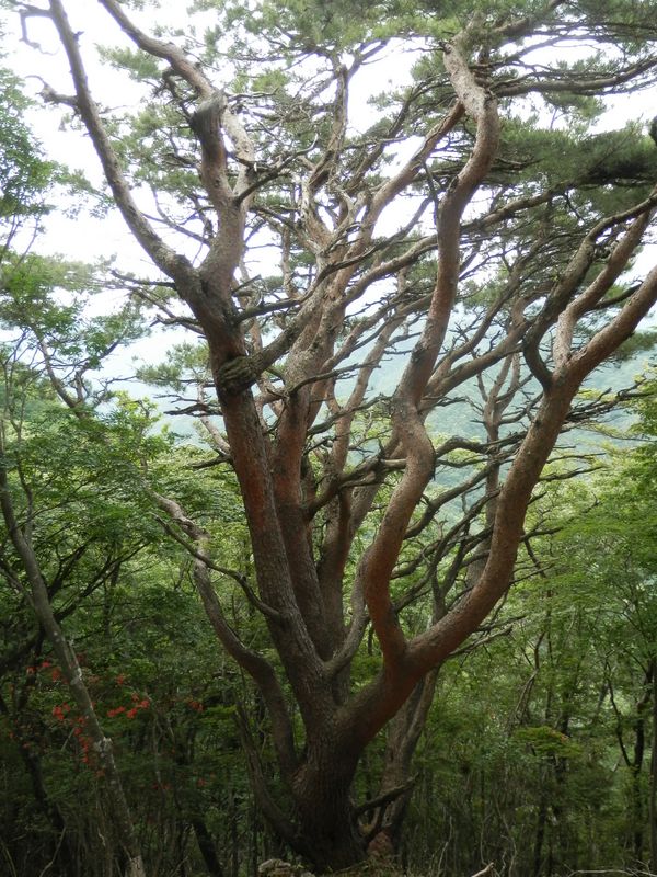 鳥ノ胸山 -- 山頂近くのアカマツ