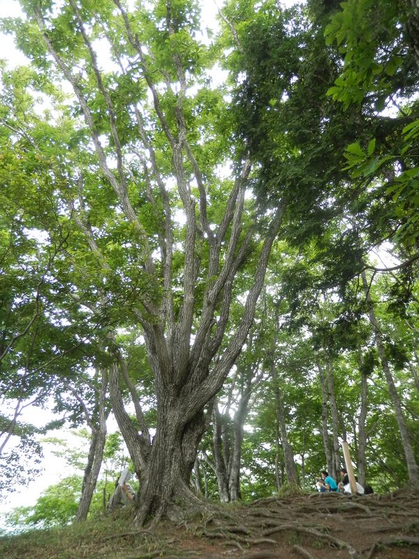 鳥ノ胸山 -- 山頂のミズナラ