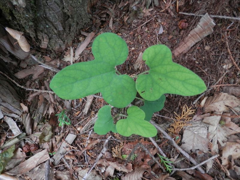 タンザワウマノスズクサ