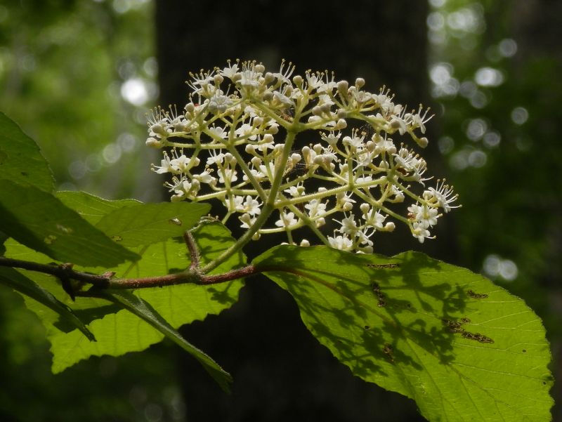 鳥ノ胸山 -- ガマズミ