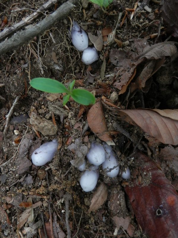 鳥ノ胸山 -- ギンリョウソウかな？