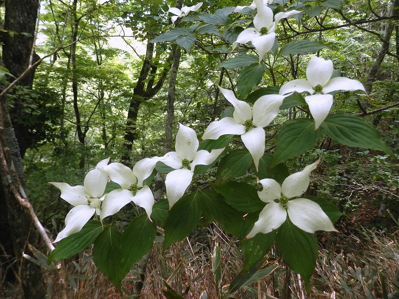 鳥ノ胸山 -- ヤマボウシ