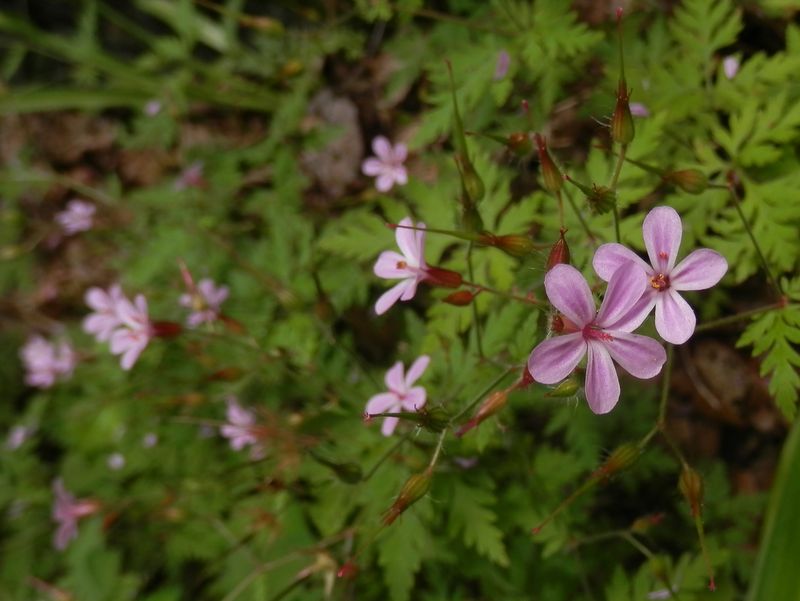 ヒメフウロがどうしてここに？