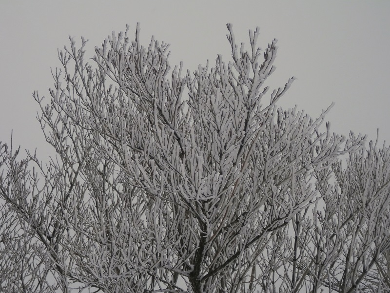 風上に向かって成長する霧氷