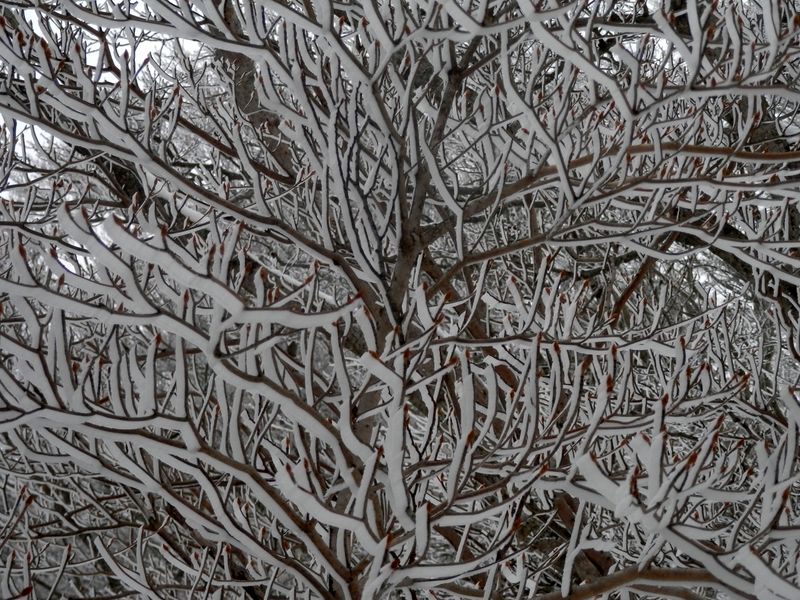 近くで見る霧氷
