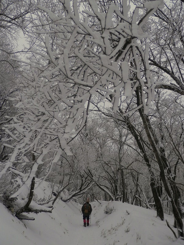 金冷シから塔ノ岳に向かって登る