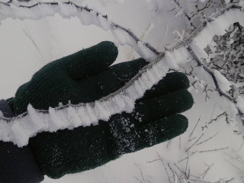 もろい霧氷に、そっと触れてみる