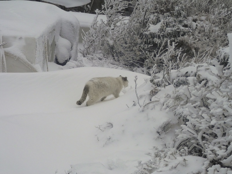 なぜ家の中に入らないのだろう？
