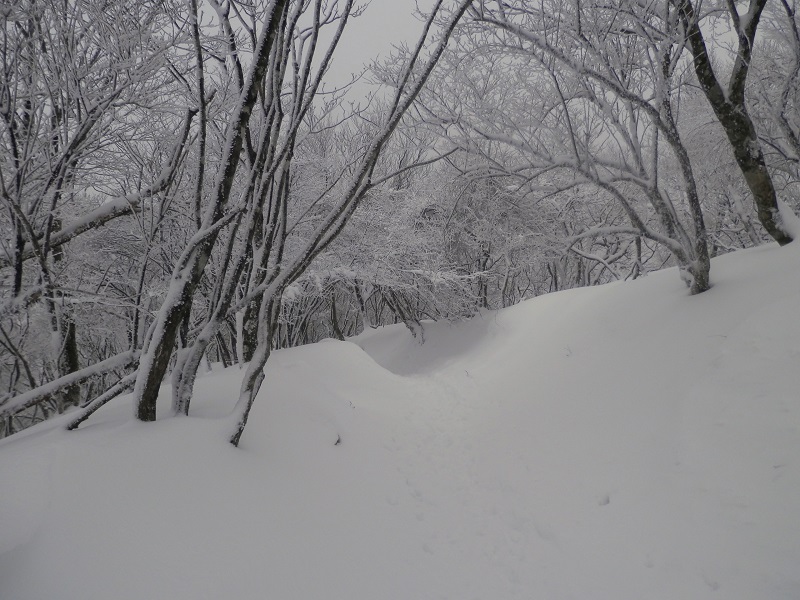 塔ノ岳北面を下る