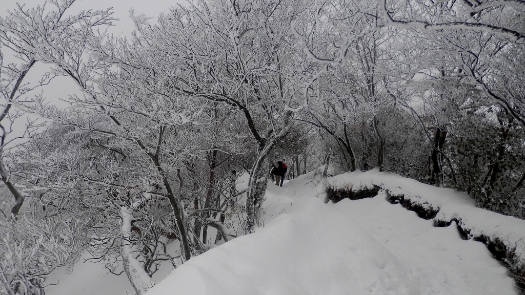 シロヤシオの群生地付近