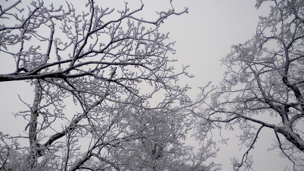 サンゴみたいな霧氷