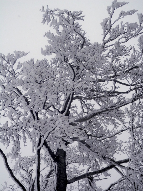 大きい木ほど、霧氷も見ごたえがある