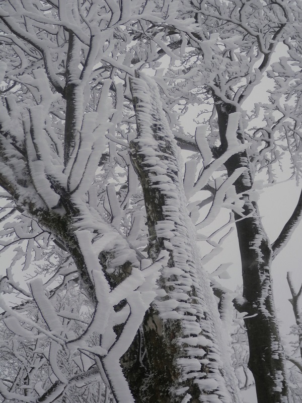 幹にも霧氷が成長する