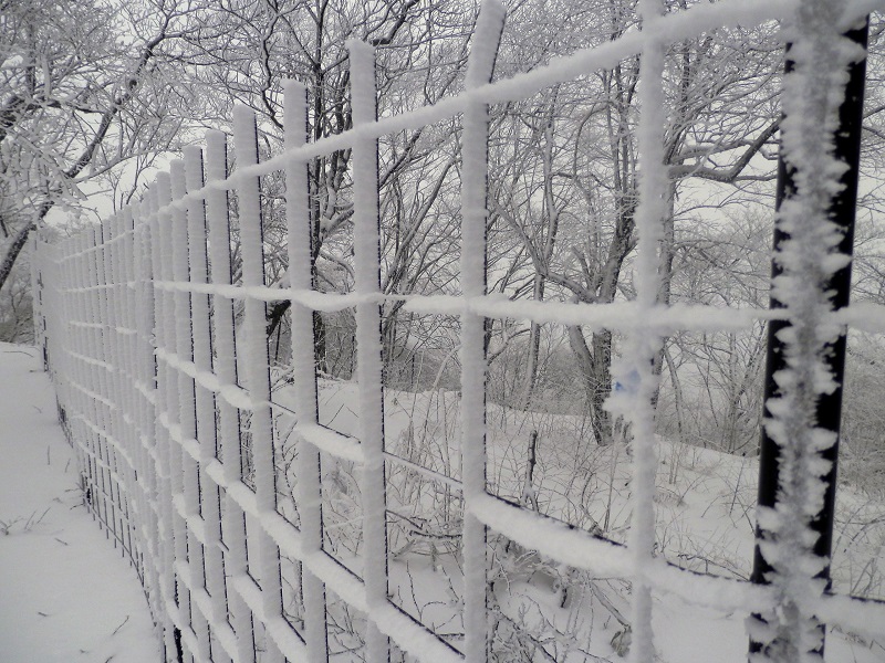 鹿柵にも霧氷