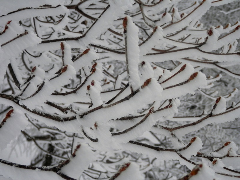 たぶん、シロヤシオの木