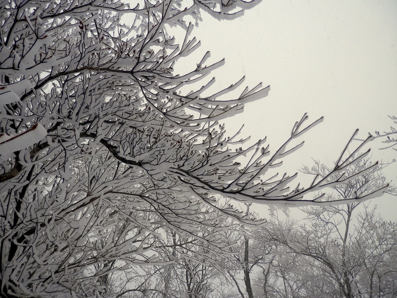 次に来たら、青空を背景に見たい