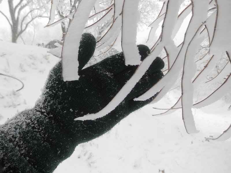 テープみたいな霧氷