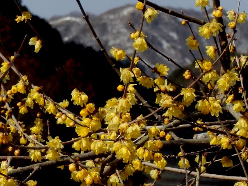 大倉のソシンロウバイ