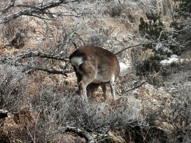 ただのニホンジカ