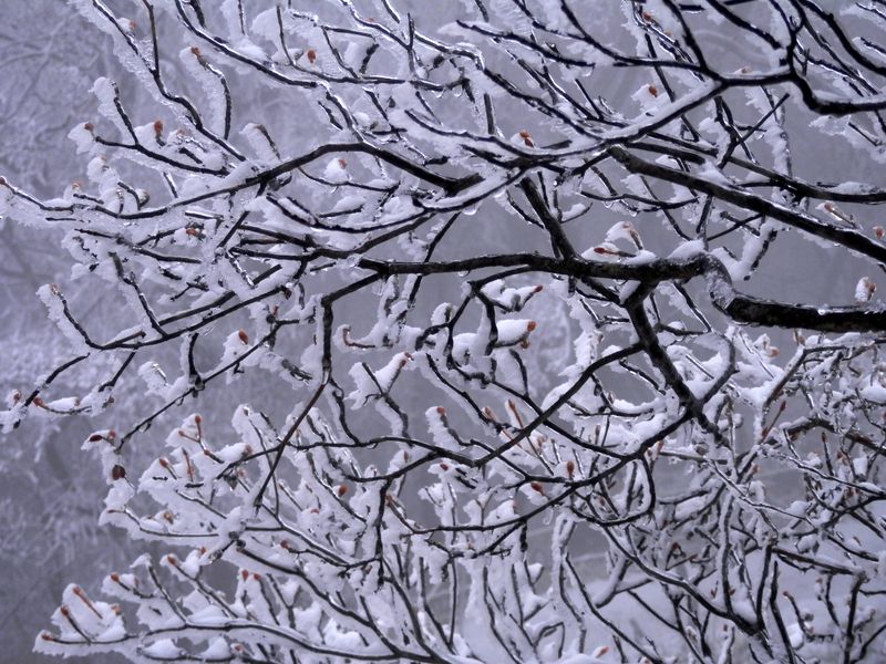 霧氷は風上に向かって成長する
