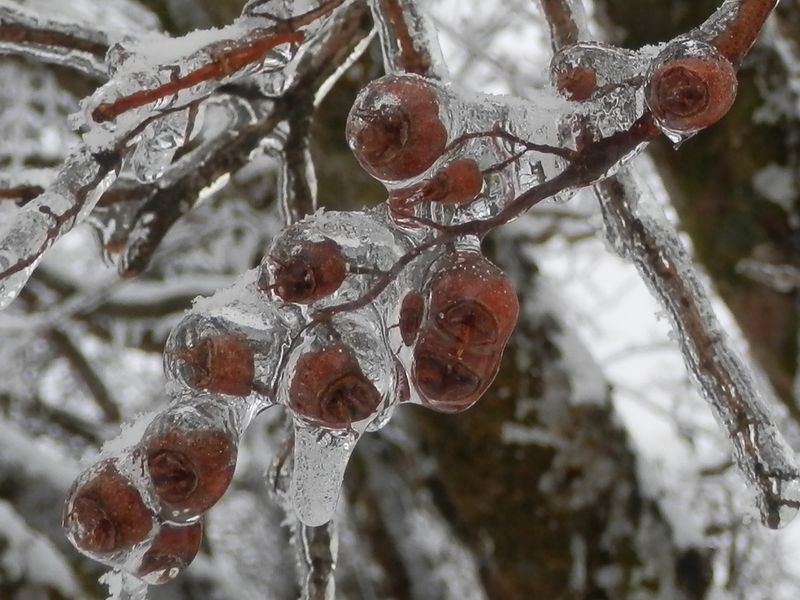 飴玉みたいな雨氷