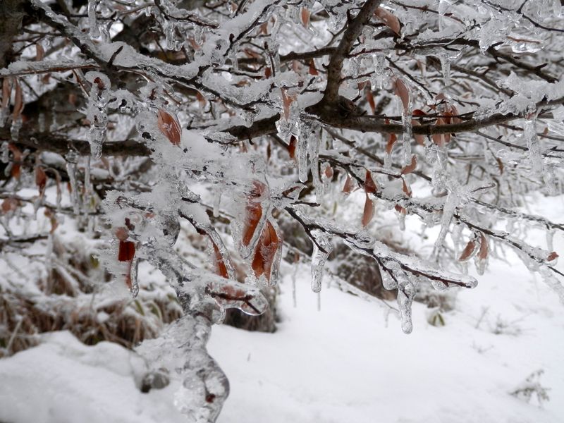 葉っぱの氷漬け