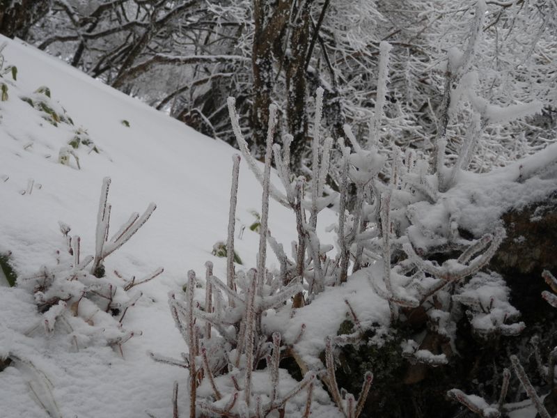 太古のシダみたい