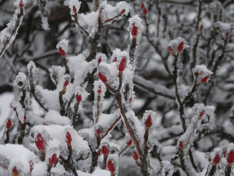 ゴヨウツツジかな
