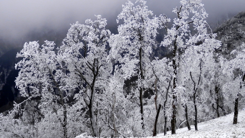 塔ノ岳北尾根の霧氷