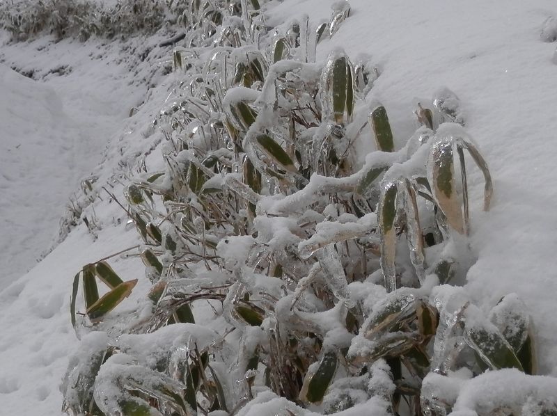 クマザサはいつも緑色