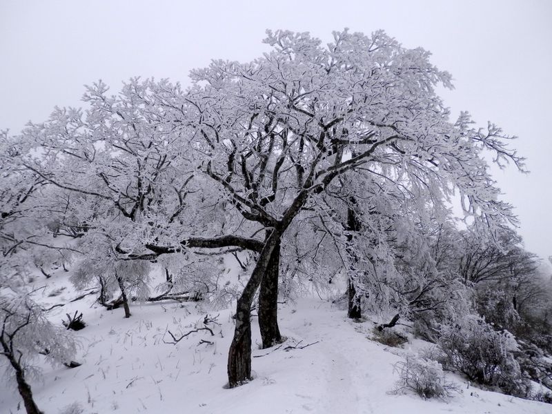 シナノキらしい