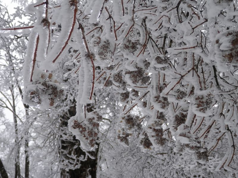 新しい霧氷が成長