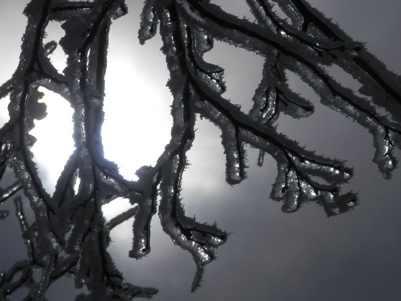 太陽光が作ったレントゲン写真