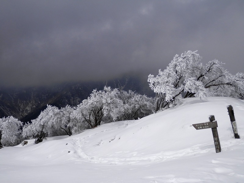 水場へのトレース