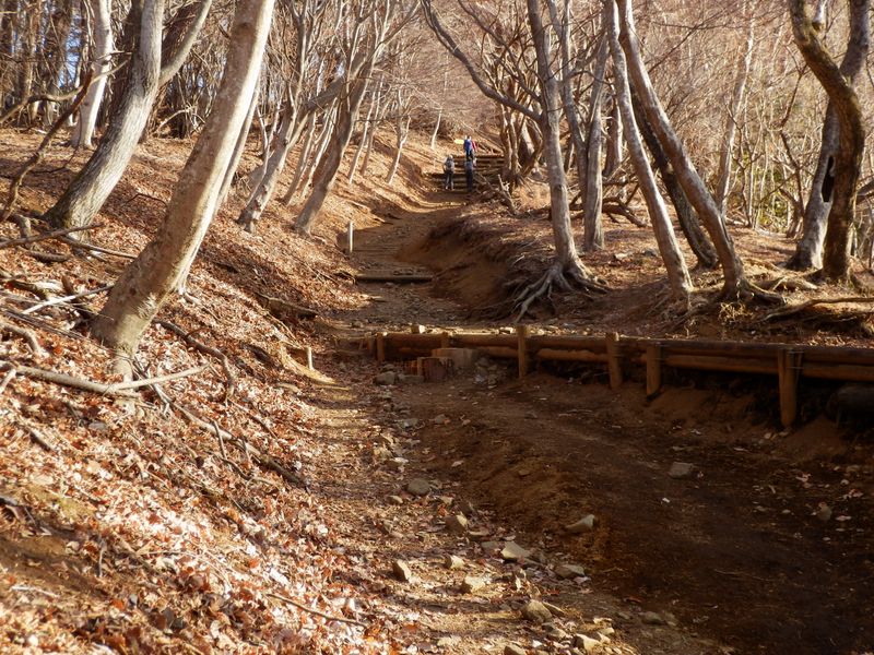晩秋みたいな風景の大倉尾根