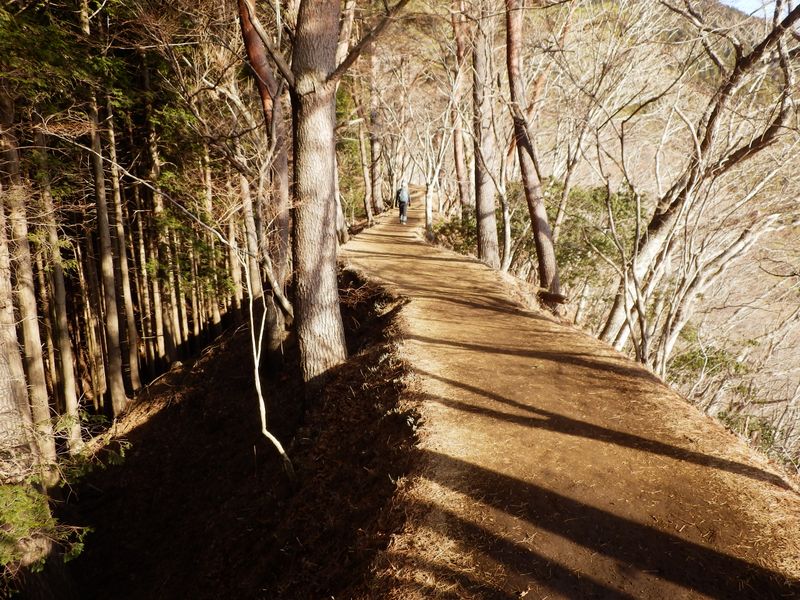 大倉尾根のハイウェイ区間