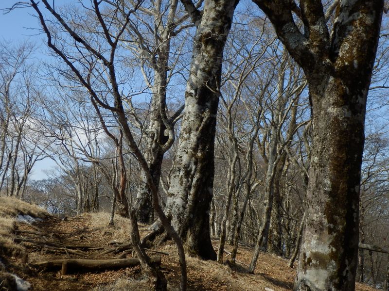 ブナの揃い踏み