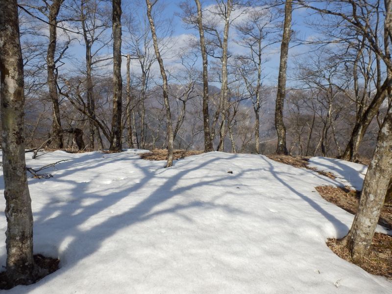 木の間越しに望む丹沢主稜