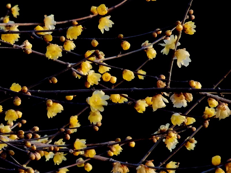 朝の大倉のソシンロウバイ