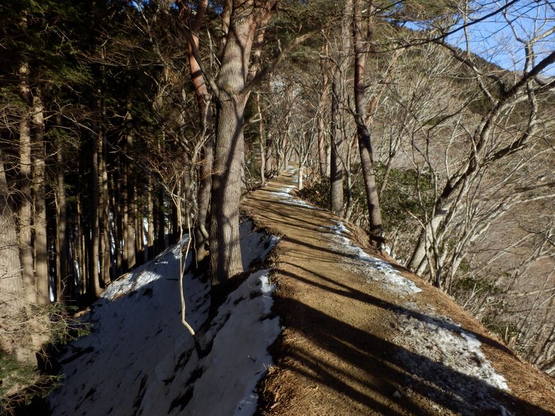 大倉尾根の高速ハイウェイ