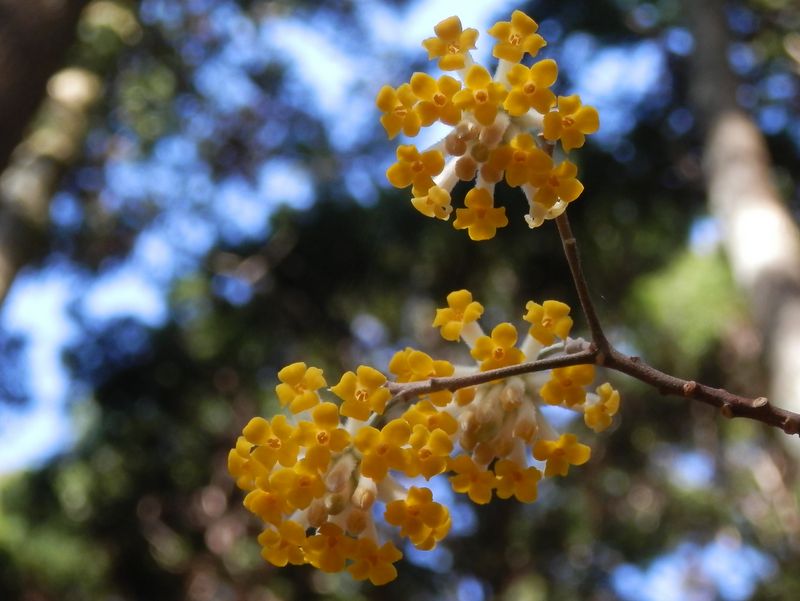 山に春の色を添えるミツマタ